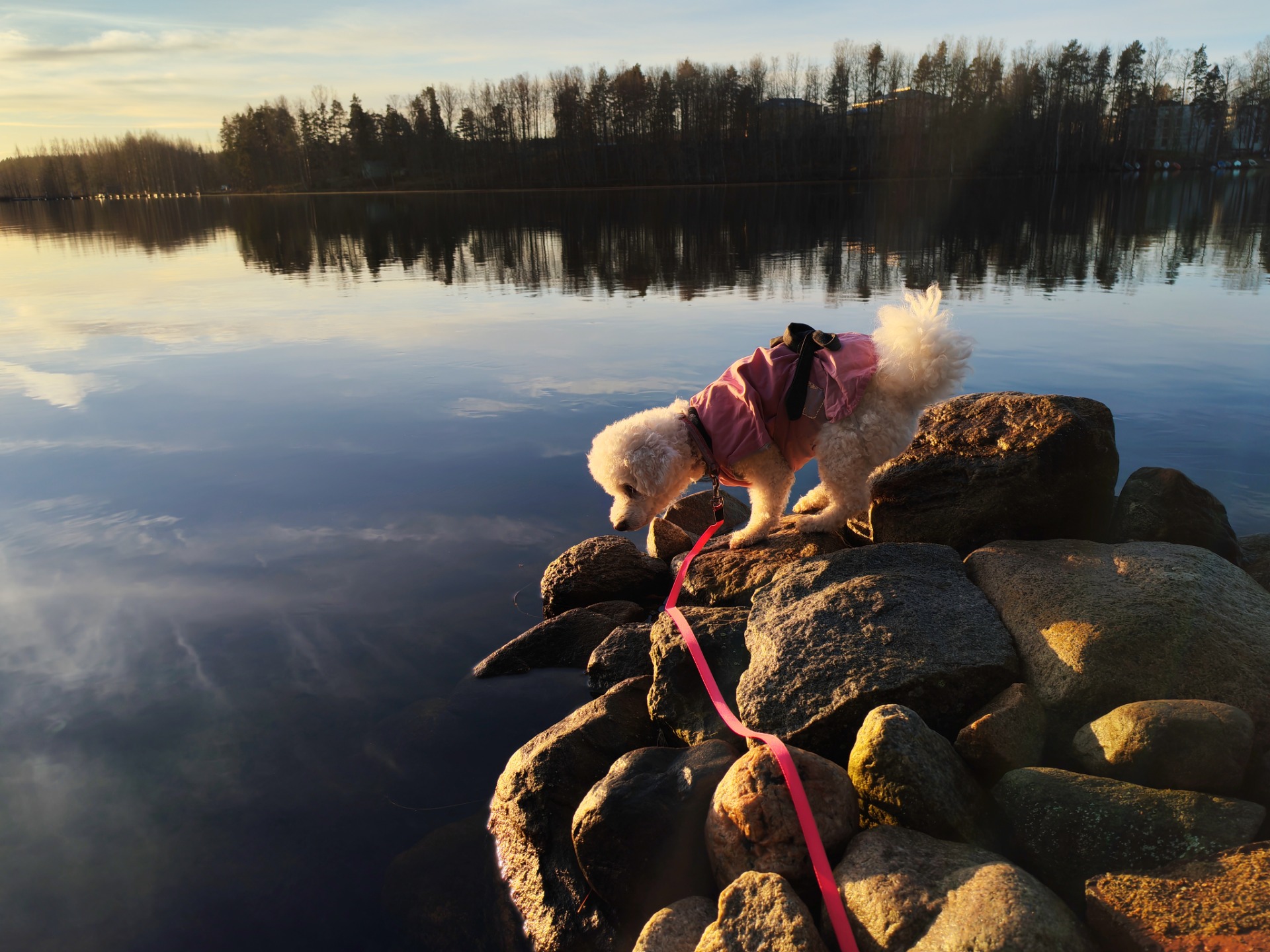 Kuvassa Bichon Frise, kultani Sekerim